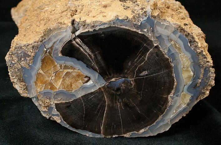 Polished Blue Forest Petrified Wood Limb ( oz) #16914